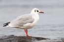 Black Headed Gull on rock. Sept. '15.