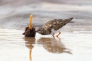 Turnstone feeding on beach. Sept. '15.