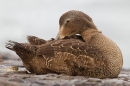 Fem.Eider sat on rock,preening. Sept. '15.