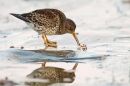 Purple Sandpiper feeding. Oct. '15.