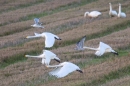 Whooper Swans 1. Nov. '15.