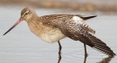 Bar tailed Godwit wing stretching. Jan. '16.