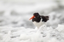 Oystercatcher in surf. Jan. '16.