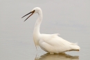 Little Egret 7. Jan. '16.
