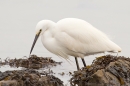 Little Egret 4. Jan. '16.