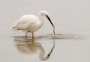 Little Egret 3. Jan. '16.