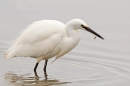 Little Egret 1. Jan. '16.