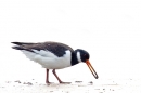 Feeding Oystercatcher.Feb.'16.