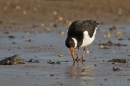 Oystercatcher feeding.Feb.'16.