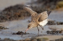Bar tailed Godwit preening in the wind.Feb.'16.