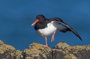 Oystercatcher stretching.Feb.'16.