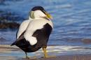 Male Eider on beach.Feb.'16.