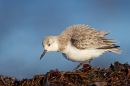Sanderling all shook up on seaweed.Feb.'16.