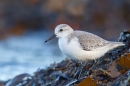 Sanderling on seaweed.Feb.'16.