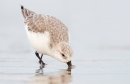 Sanderling feeding along the shoreline.Feb.'16.