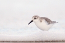 Sanderling in seafoam.Feb.'16.