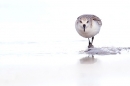 Sanderling walking across wet sand.Feb.'16.