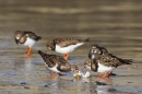 Turnstones feeding on beach.Mar.'16.