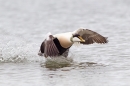 Male Eider taking off.Mar.'16.