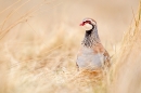 Red legged Partridge in grasses. Mar.'16.