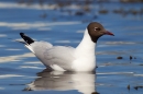 Black headed Gull sitting on the sea. Apr.'16.