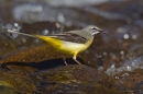 Grey Wagtail on river rocks. Apr.'16.