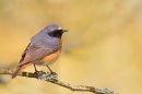 Male Redstart 3. Apr.'16.