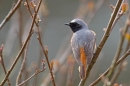 Male Redstart 2. Apr.'16.