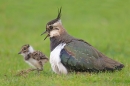 Lapwing and chick. May.'16.