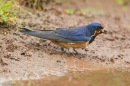 Swallow collecting nest material. May.'16.