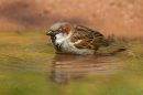 House Sparrow,m bathing. May.'16.