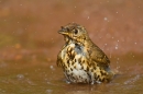 Song Thrush bathing. May.'16.