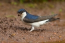 House Martin collecting nest material.May.'16.