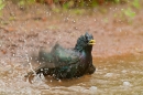 Starling bathing 2. May.'16.