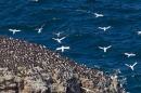 Gannets over guillemots. May.'16.