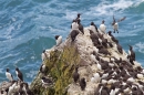 Nesting Guillemots. May.'16.