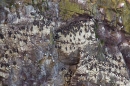 Nesting guillemots,kittiwakes and razorbills. May.'16.