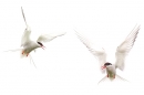 2 Arctic Terns. June '16.