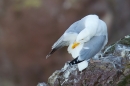 Herring Gull preening 2. June '16.