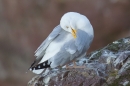 Herring Gull preening . June '16.