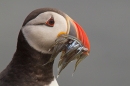 Puffin with sand eels portrait 1. June '16.