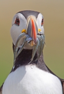 Puffin with sand eels facing. June '16.
