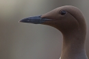 Guillemot Portrait. June ''16.