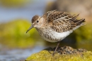 Dunlin fluffed up. July '16.