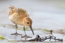 Dunlin feeding on beach 2. Aug. '16.