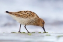 Dunlin feeding on beach 1. Aug. '16.