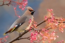 Waxwing on rowan 1. Jan. '17.