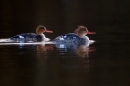 2 Female Goosanders. Mar '17.