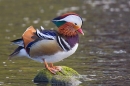 Mandarin drake displaying on rock. Apr '17.