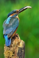 Alcedo atthis with prey.